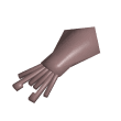 Raw Squid